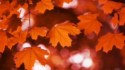 Bing wallpaper September 27, 2025. Red maple in fall, Canada (© LiuSol/Getty Images)