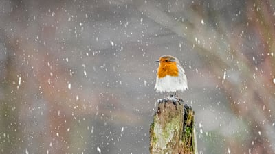 Bing wallpaper January 29, 2021. European robin during a winter snowstorm, Peak District National Park, England (© Ben Robson Hull Photography/Getty Images)
