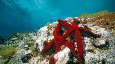 Bing wallpaper April 13, 2023. Mediterranean red sea stars, Mediterranean Sea (© Hans Leijnse/Minden Pictures)