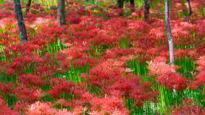 Bing wallpaper September 21, 2024. 巾着田の彼岸花, 埼玉県 日高市 (© Scirocco340/Shutterstock)