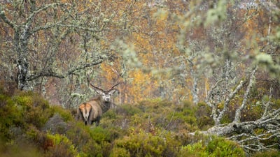 Bing wallpaper November 17, 2024. Red deer stag in the Caledonian Forest, Glen Affric, Scottish Highlands (© Terry Whittaker/Alamy)