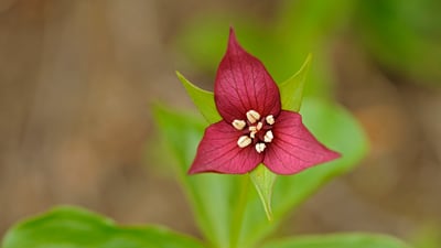 Bing wallpaper June 10, 2022. A close-up of the red trillium flower in Algonquin Provincial Park, Ont. (© Jaynes Gallery/Danita Delimont)