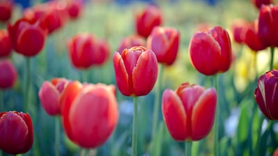 Bing wallpaper September 22, 2020. Red tulips at Floriade flower and entertainment festival, Canberra (© Jenny Dettrick/Getty Images)