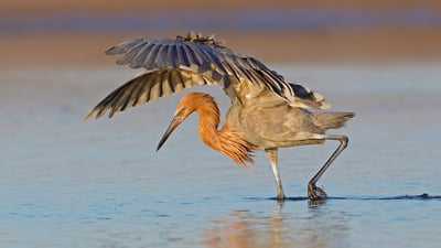 Bing wallpaper January 31, 2020. A reddish egret hunts in Fort De Soto Park, Florida (© Brian Lasenby/Getty Images)