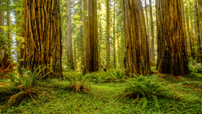 Bing wallpaper April 26, 2025. Grove of redwoods in Redwood National and State Parks, California (© Bob Pool/Getty Images)