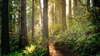 Bing wallpaper August 25, 2026. Sunrise in Redwood National and State Parks, California (© HadelProductions/Getty Images)