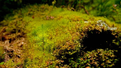 Bing wallpaper April 29, 2022. A young coast redwood sprouting out of an old log in Prairie Creek Redwoods State Park, California (© Hutch Axilrod/Getty Images)