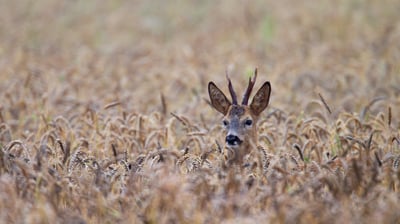 Bing wallpaper September 18, 2021. Roe deer buck, Schleswig-Holstein, Germany (© Helge Schulz/Minden Pictures)