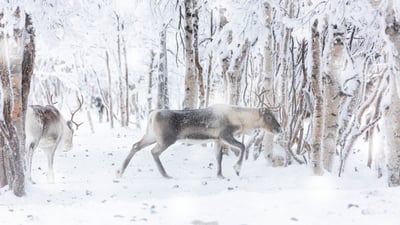 Bing wallpaper December 22, 2025. Renne sous la neige, Laponie, Finlande (© Roberto Moiola/Getty Images)