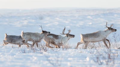 Bing wallpaper January 21, 2022. A family of caribou in a snowy landscape, Northwest Territories (© Geoffrey Reynaud/Getty Images)