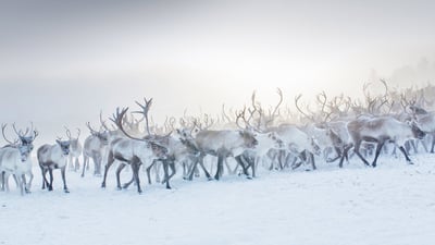 Bing wallpaper December 24, 2019. A herd of reindeer in Norway (© Lena Granefelt/plainpicture)