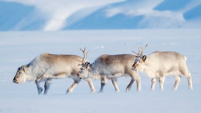 Bing wallpaper December 25, 2024. Svalbard reindeer in Van Mijenfjorden NP, Norway (© Martin Zwick/REDA&CO/Universal Images Group via Getty Images)