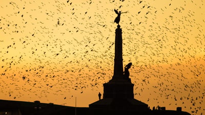Bing wallpaper November 10, 2024. Aberystwyth war memorial, Wales (© ffotocymru/Alamy Stock Photo)