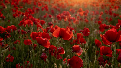 Bing wallpaper November 9, 2025. Poppy field (© Howard Double/iStock/Getty Images)