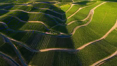 Bing wallpaper July 27, 2024. Vineyards in the Mosel Valley, Rhineland-Palatinate, Germany (© Jorg Greuel/Getty Images)