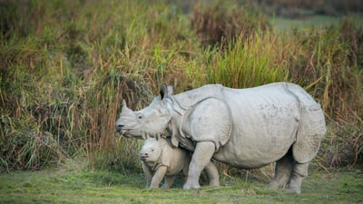 Bing wallpaper September 1, 2024. Rhino mother and calf, Kaziranga National Park, Assam (© ePhotocorp/Getty Images)