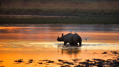 Bing wallpaper December 15, 2021. Indian rhinoceros in Kaziranga National Park, India (© Abhishek Singh/Moment/Getty Images)