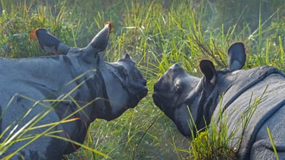 Bing wallpaper March 3, 2022. Greater one-horned rhinoceroses in Kaziranga National Park, Assam, India (© Robert Harding World Imagery/Shutterstock)