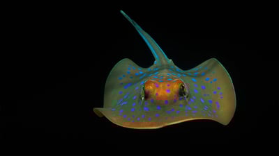 Bing wallpaper January 27, 2022. Bluespotted ribbontail ray near Perth, Australia (© Jeff Rotman/Minden Pictures)