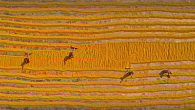 Bing wallpaper January 9, 2022. Rice laid out to dry in Dhamrai, Dhaka, Bangladesh (© Amazing Aerial Agency/Offset by Shutterstock)