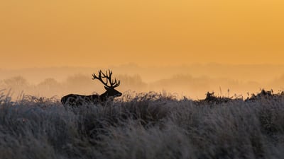Bing wallpaper February 17, 2022. Red deer, Richmond Park, London, England (© Ian Schofield Images/Offset/Shutterstock)