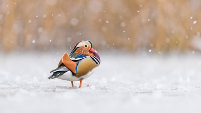 Bing wallpaper February 24, 2023. Mandarin duck, Richmond Park, London, England (© Oscar Dewhurst/Minden Pictures)