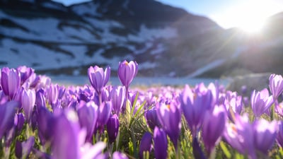Bing wallpaper March 3, 2026. Crocus en fleur, Sept Lacs de Rila, Bulgarie (© Maya Karkalicheva/Getty Images)