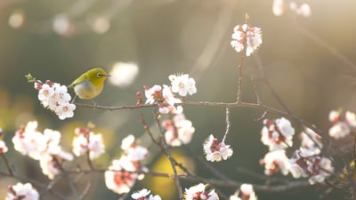 Bing wallpaper February 3, 2023. 初春の梅に飛来したメジロ (© tahirsphotography/Shutterstock)