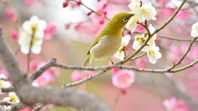 Bing wallpaper February 3, 2024. 梅の枝に止まるメジロ (© pheeby/Adobe Stock)