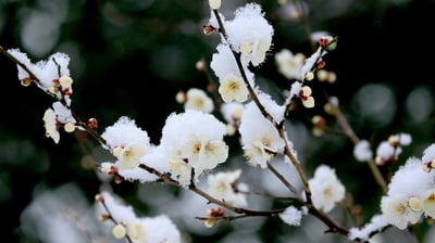 Bing wallpaper February 10, 2022. 雪中の白梅 (© sakasyou/iStock/Getty Images Plus)