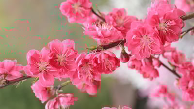Bing wallpaper February 3, 2020. 「桃の花」 (© SHINZO HIRAI/amana images/Getty Images Plus)