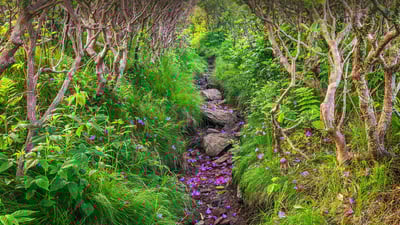 Bing wallpaper May 19, 2021. Fallen rhododendron petals line a trail through Pisgah National Forest, North Carolina (© aheflin/Getty Images Plus)