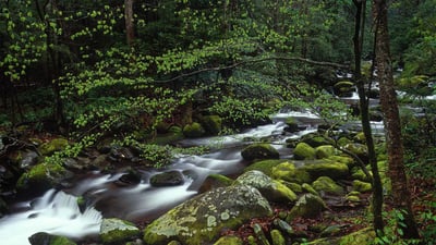 Bing wallpaper May 19, 2020. Roaring Fork in Great Smoky Mountains National Park, Tennessee (© Paul Hassell/Tandem Stills + Motion)