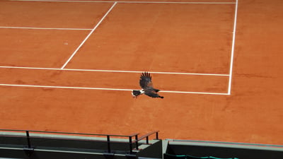 Bing wallpaper May 18, 2025. Faucon de Harris sur le court Suzanne-Lenglen, stade Roland-Garros, Paris (© Jacques Demarthon/Getty Images)