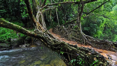 Bing wallpaper June 27, 2019. Living root bridge in Meghalaya, India (© dhritipurna/Shutterstock)