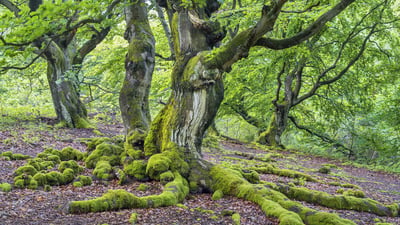 Bing wallpaper April 24, 2022. Rotbuchen im Hutewald Halloh bei Albertshausen, Bad Wildungen, Hessen (© Christian Bäck/Huber/eStock Photo)