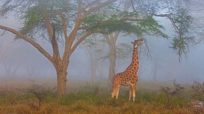 Bing wallpaper June 21, 2021. Rothschild's giraffe in Lake Nakuru National Park, Kenya (© Theo Allofs/Minden Pictures)
