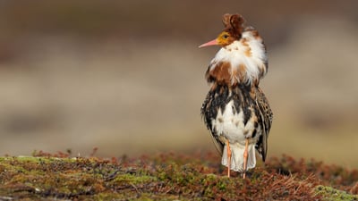 Bing wallpaper February 17, 2020. Ruff (Philomachus pugnax) male for London Fashion Week (© Loic Poidevin/Minden Pictures)