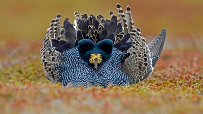 Bing wallpaper May 2, 2019. Ruff male displaying its plumage, Varanger Peninsula, Norway (© Winfried Wisniewski/Minden Pictures)