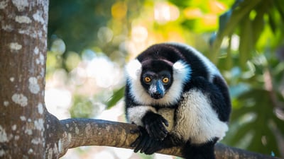 Bing wallpaper December 27, 2025. Lémurien Vari noir et blanc de Madagascar (© Cyrielle Beaubois/Getty Images)