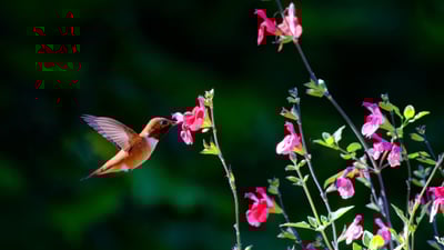 Bing wallpaper April 3, 2025. Rufous hummingbird, Salt Spring Island, British Columbia, Canada (© Dave Hutchison Photography/Getty Images)