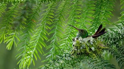 Bing wallpaper March 28, 2019. A rufous-tailed hummingbird in Costa Rica (© Juan Carlos Vindas/Getty Images)