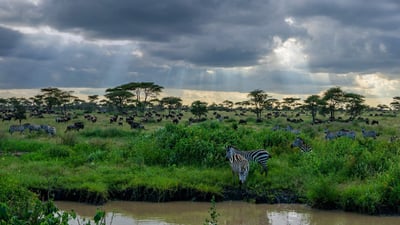 Bing wallpaper January 17, 2020. Zebras and wildebeests in the Serengeti National Park in Tanzania (© Raffi Maghdessian/Cavan Images)