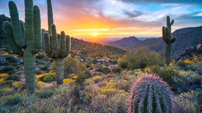 Bing wallpaper June 28, 2026. Saguaro cacti near Windgate Pass, McDowell Range, Arizona, USA (© Eric Mischke/Getty Images)