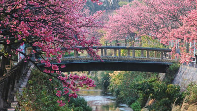 Bing wallpaper March 26, 2026. 日本一早い桜、沖縄 (© @hapidayss/Getty Images)