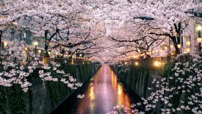 Bing wallpaper March 26, 2019. Cherry blossoms over the Meguro River, Tokyo, Japan (© taketan/Getty Images)