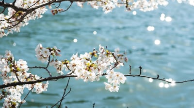 Bing wallpaper March 26, 2021. ｢川辺の桜｣ 大阪府 (© Bongsub Kim/offset by shutterstock)