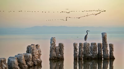 Bing wallpaper March 20, 2020. A heron perches on a piling at the Salton Sea in California (© Garret Suhrie/Cavan Images)