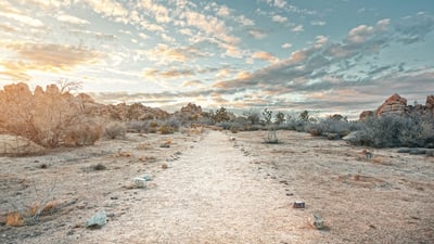 Bing wallpaper August 10, 2026. Joshua Tree National Park, California (© JJ Landscapes/Getty Images)