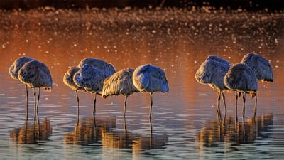 Bing wallpaper February 19, 2023. カナダヅル, 米国 ニューメキシコ州 (© Jay Goodrich/Tandem Stills + Motion)